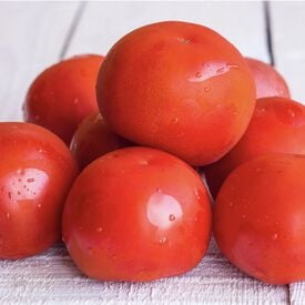 Bush Champion II, (F1) Tomato Seeds
